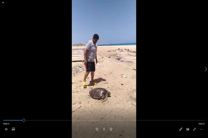 Saving sea turtles!! 