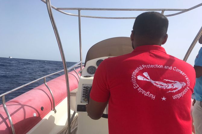 Entangled dolphins in the Red Sea