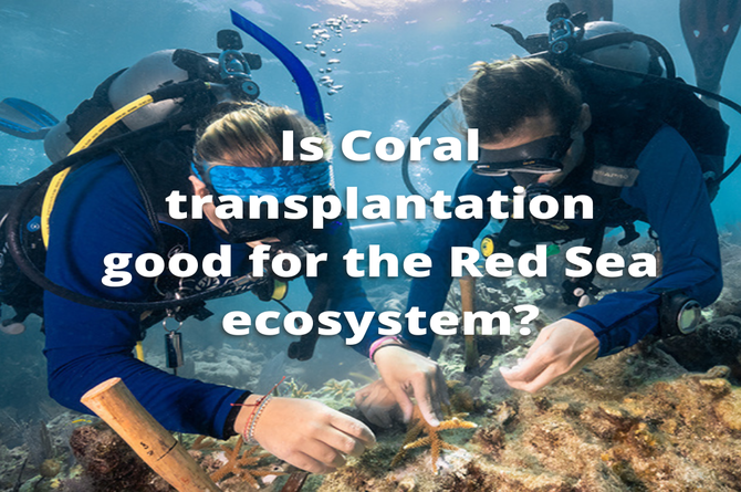 What is coral transplantation? 
