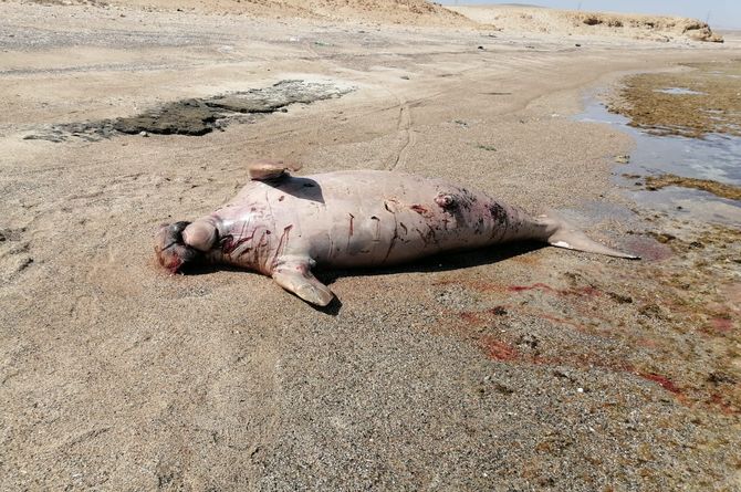 Dead Dogung found in Marsa Alam Beach
