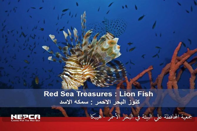 Treasures of the Red Sea - the Lion Fish