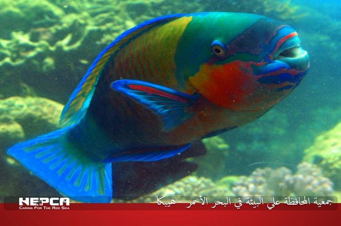 Parrot Fish, Also known as Greenband Parrotfish.