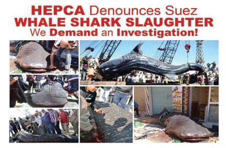 HEPCA Denounces Suez Whale Shark Slaughter – We Demand an Investigation! 