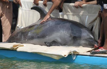 Dolphins have been moved: New action required 