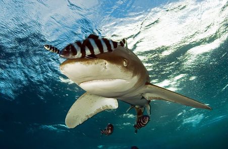 Amazing creatures - 4 Sharks part 1 