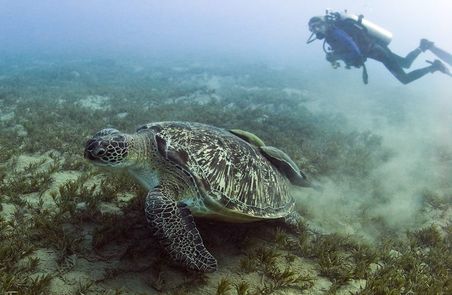 Where do marine turtles go during winter season? 