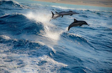 Egyptian Dolphin Sanctuaries on the Rise 
