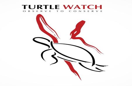 What’s happening for Egyptian Red Sea turtles in 2012? 