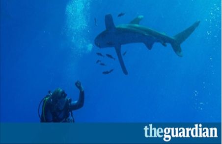 Guardian publishes article about HEPCA's efforts in the field of Sharks protection
