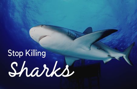 Stop Killing Sharks Campaign