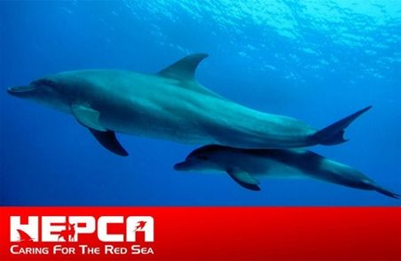 Dolphin Sanctuary Declared in Hurghada! 