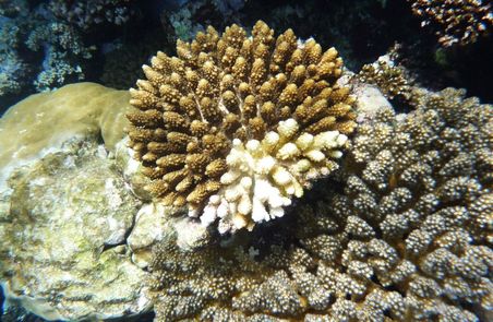 Coral Bleaching increased risk 