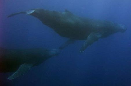 Humpback whales in Hurghada - An unusual encounter 