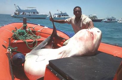 حملة منع صيد أسماك القرش
