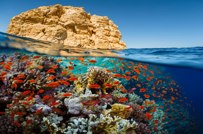 The Great Fringing Reef of the Egyptian Red Sea