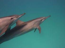 Red Sea Dolphin Project