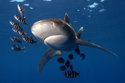 مشروع دراسة سلوك وأعداد أسماك القرش