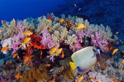 تأثير التغير المناخي على الشعاب المرجانية