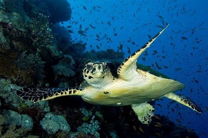 Turtles of the Red Sea